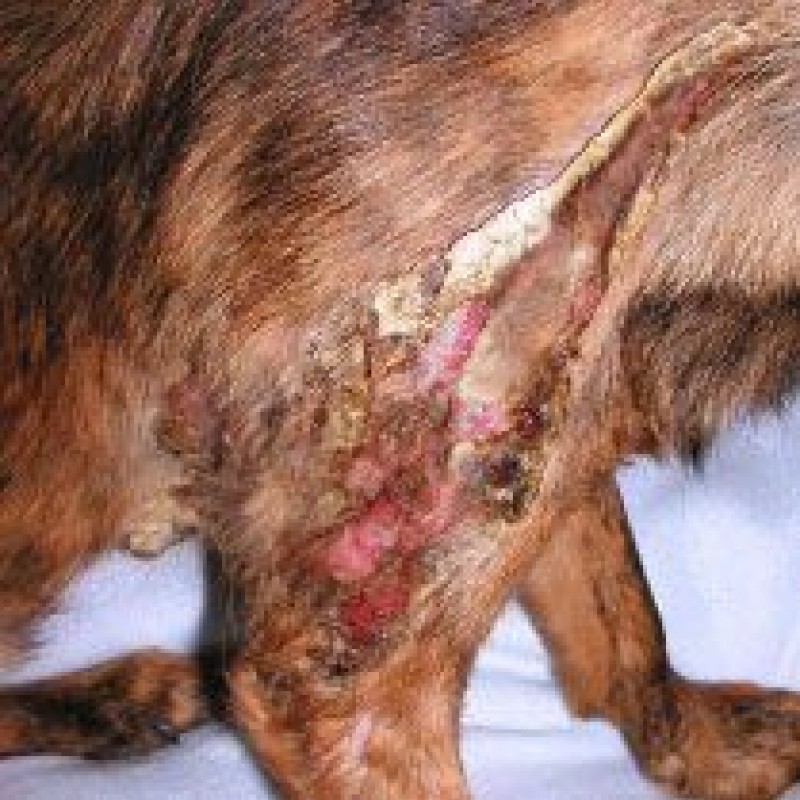 Modernes Wundmanagement beim Haustier wirksam und schmerzlos